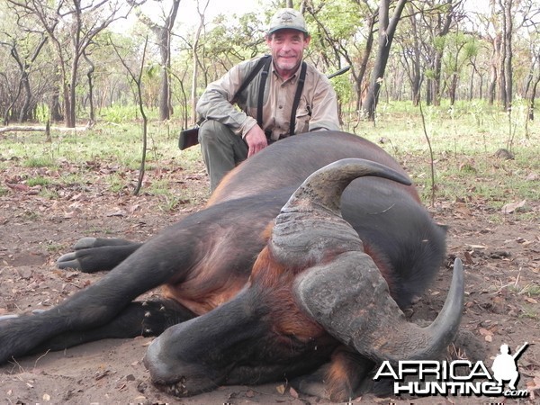 Central African Savannah Buffalo hunted in Central Africa with Club Faune