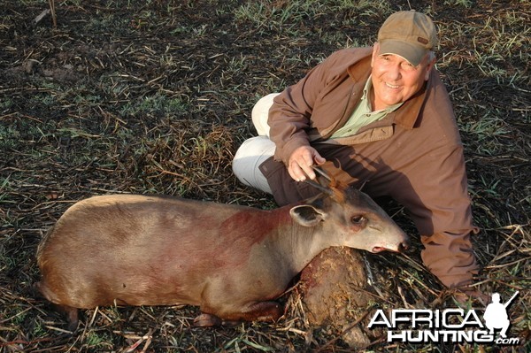 Yellow-Backed Duiker hunted in Central Africa with Club Faune