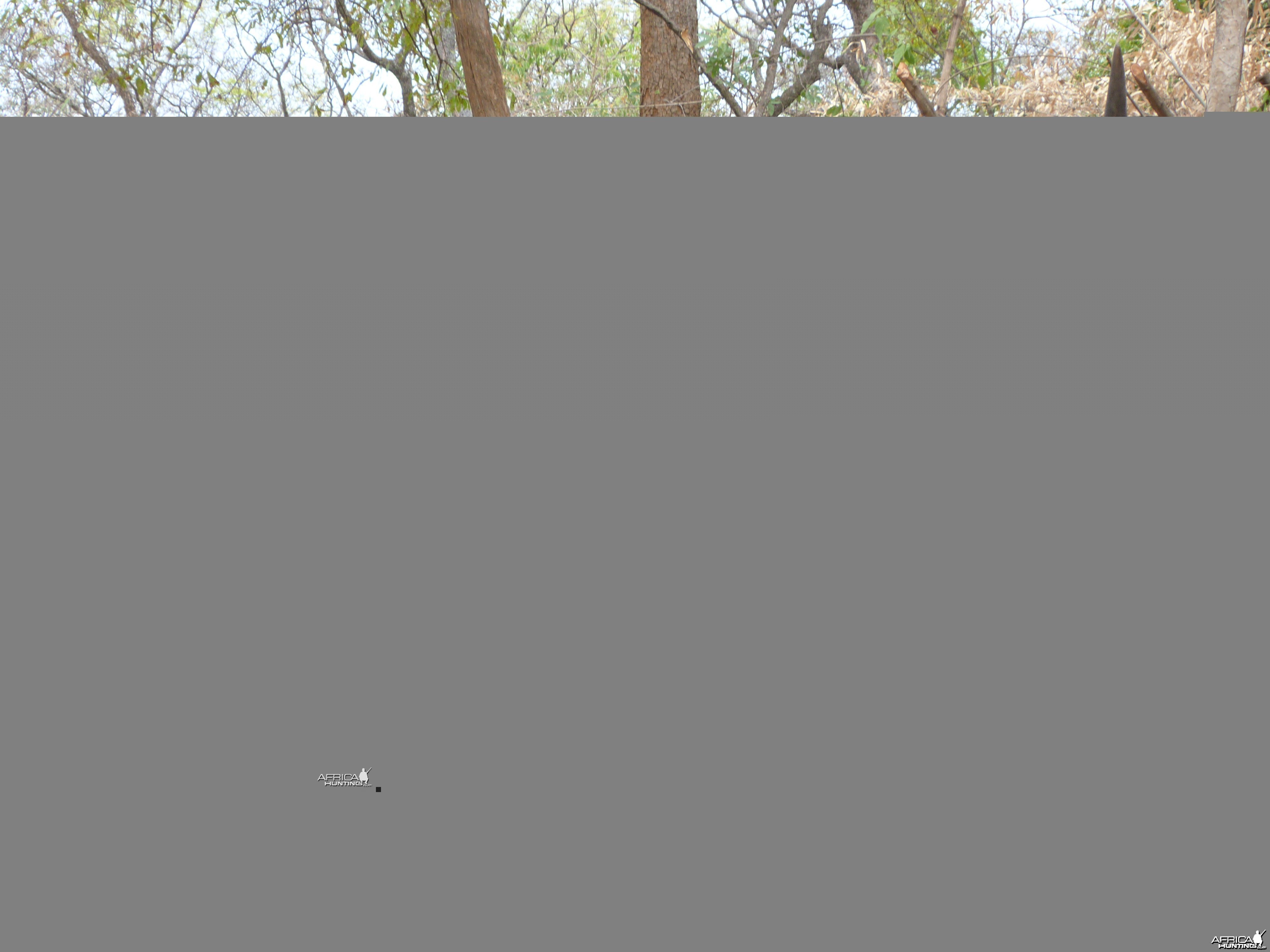 Lord Derby Eland hunted in Central Africa with Club Faune