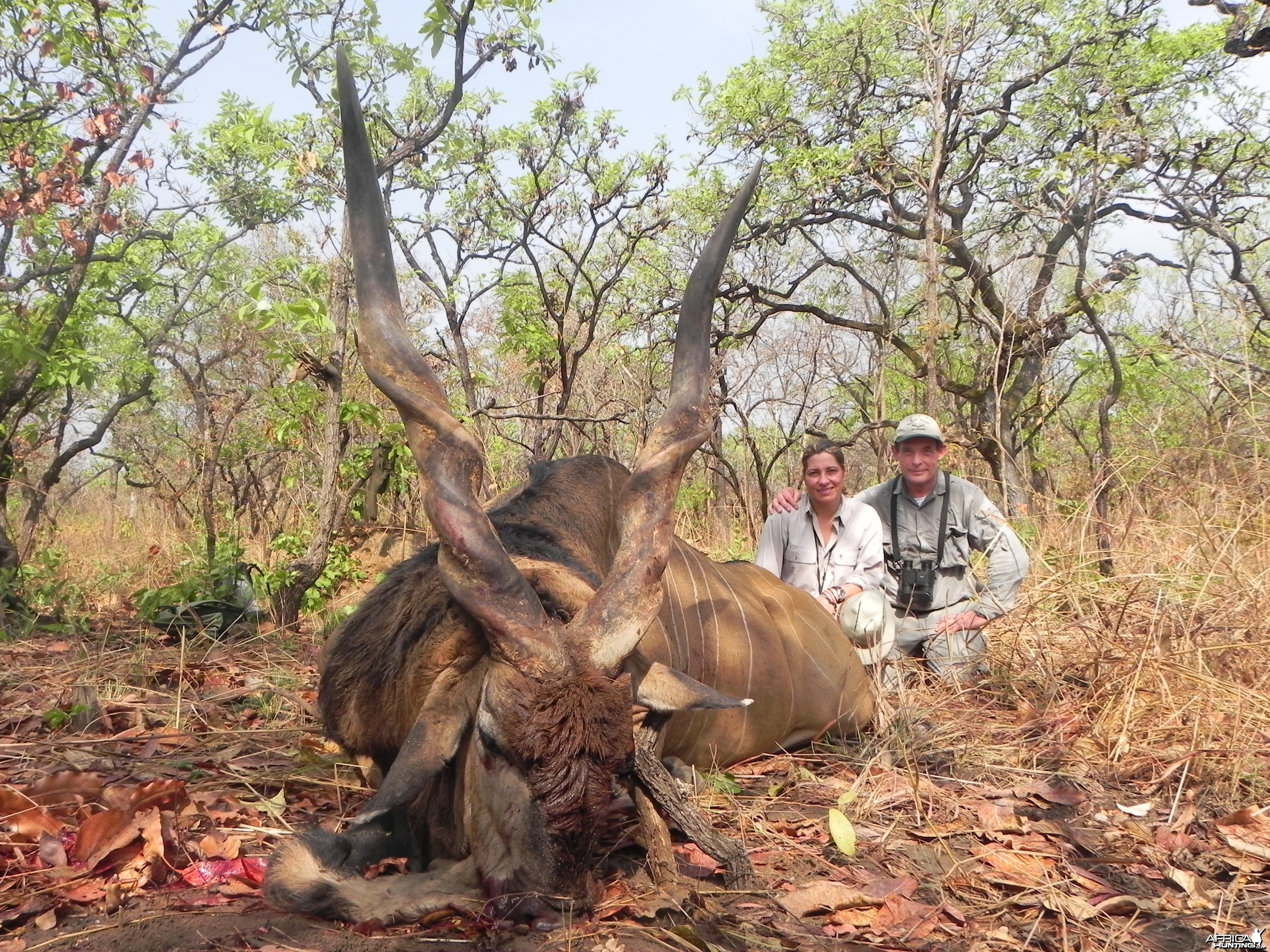 Lord Derby Eland hunted in Central Africa with Club Faune