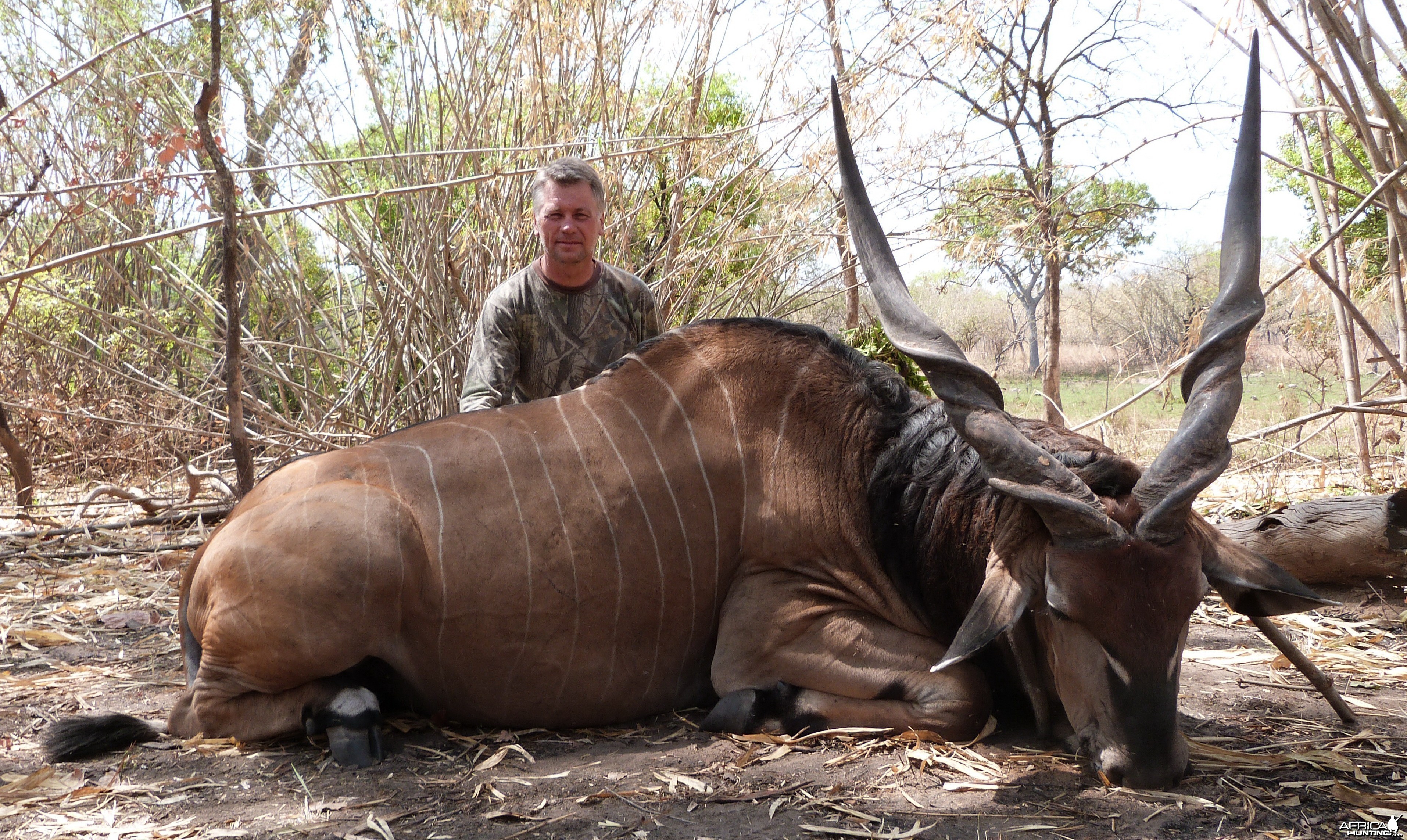 Lord Derby Eland hunted in Central Africa with Club Faune