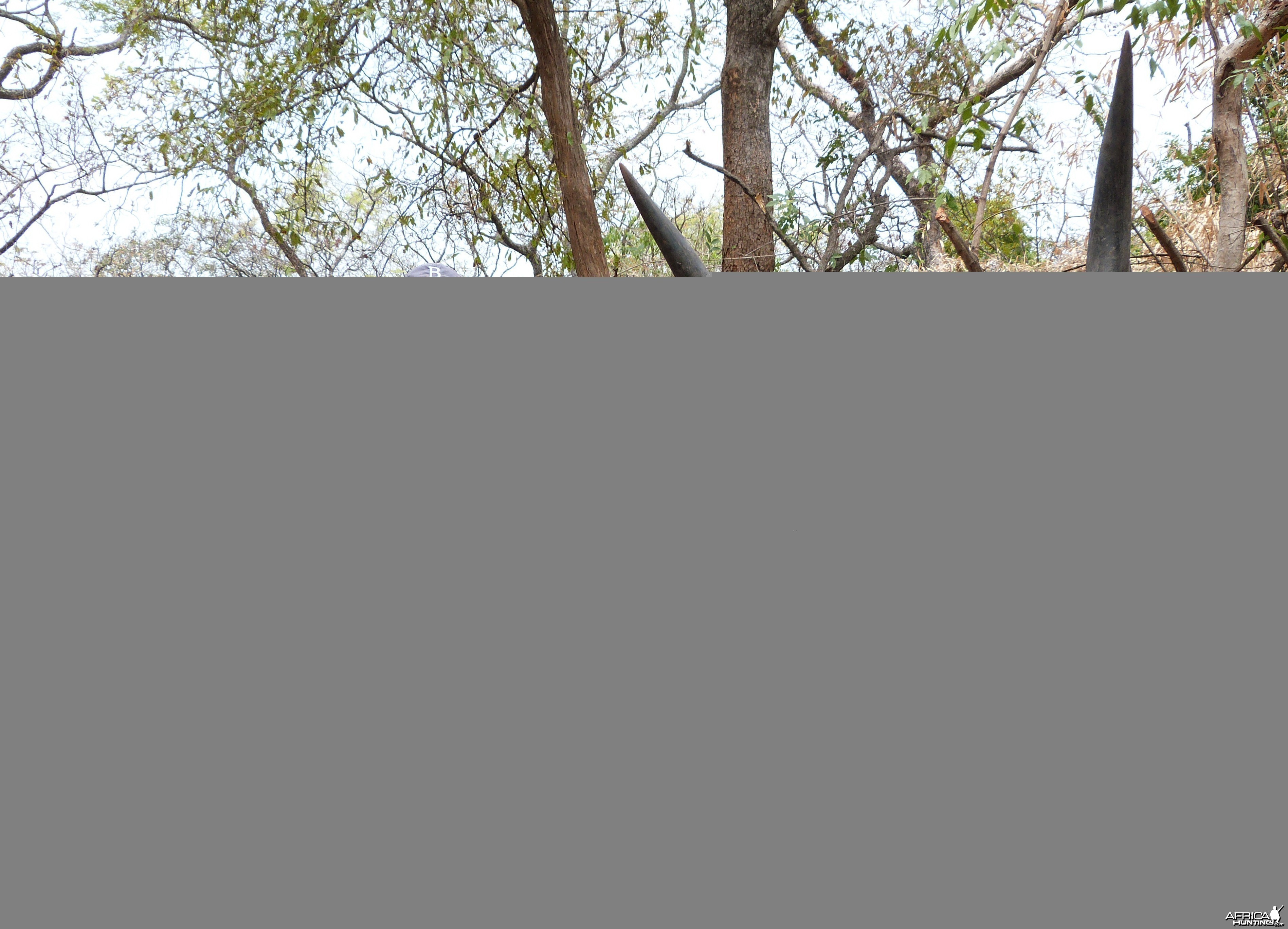 Lord Derby Eland hunted in Central Africa with Club Faune