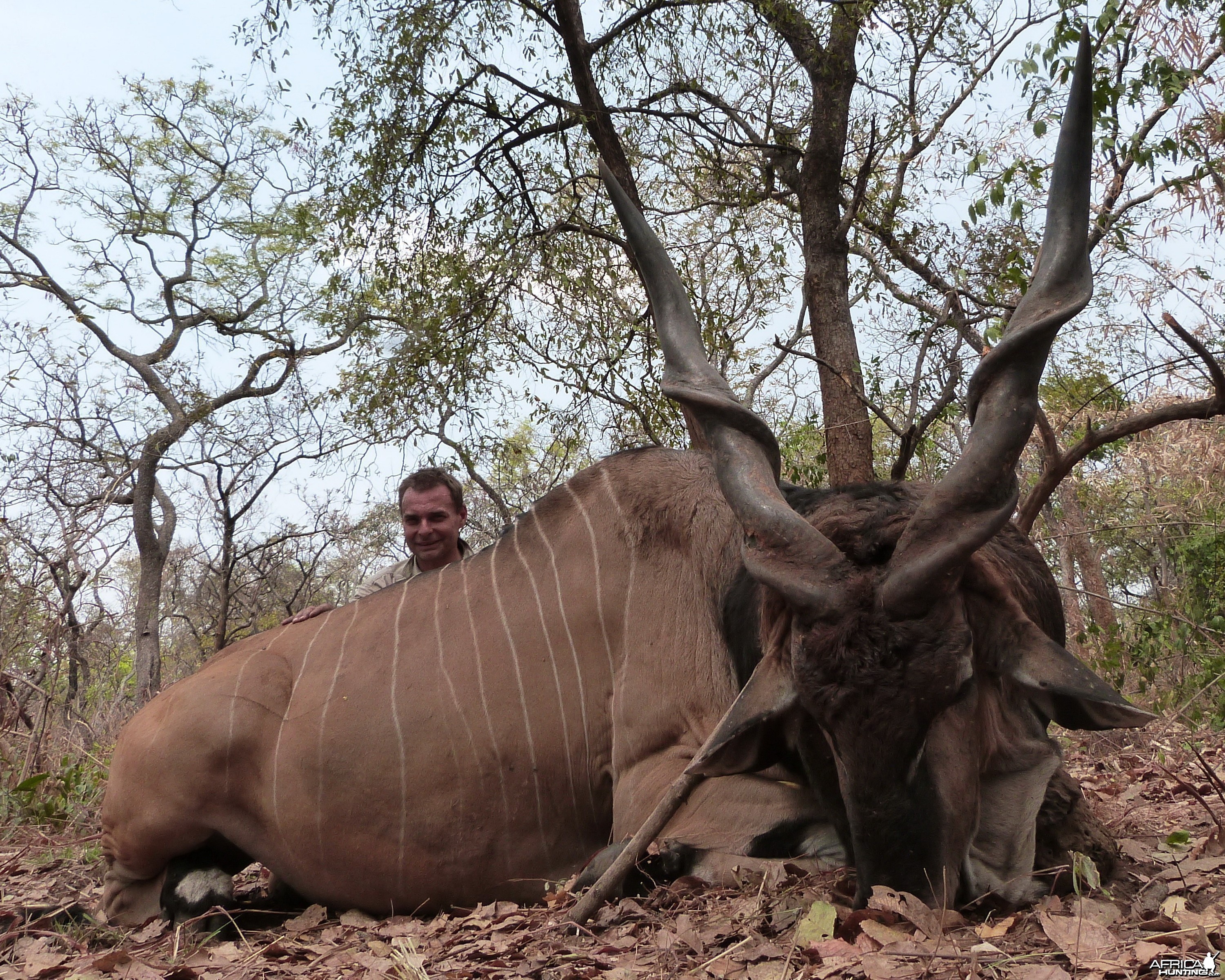 Lord Derby Eland hunted in Central Africa with Club Faune