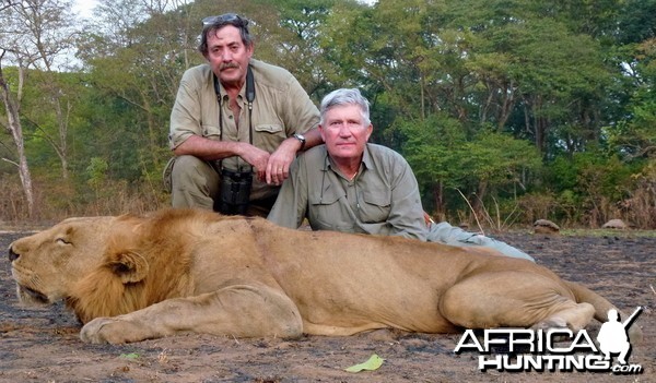 Lion hunted in Central Africa with Club Faune