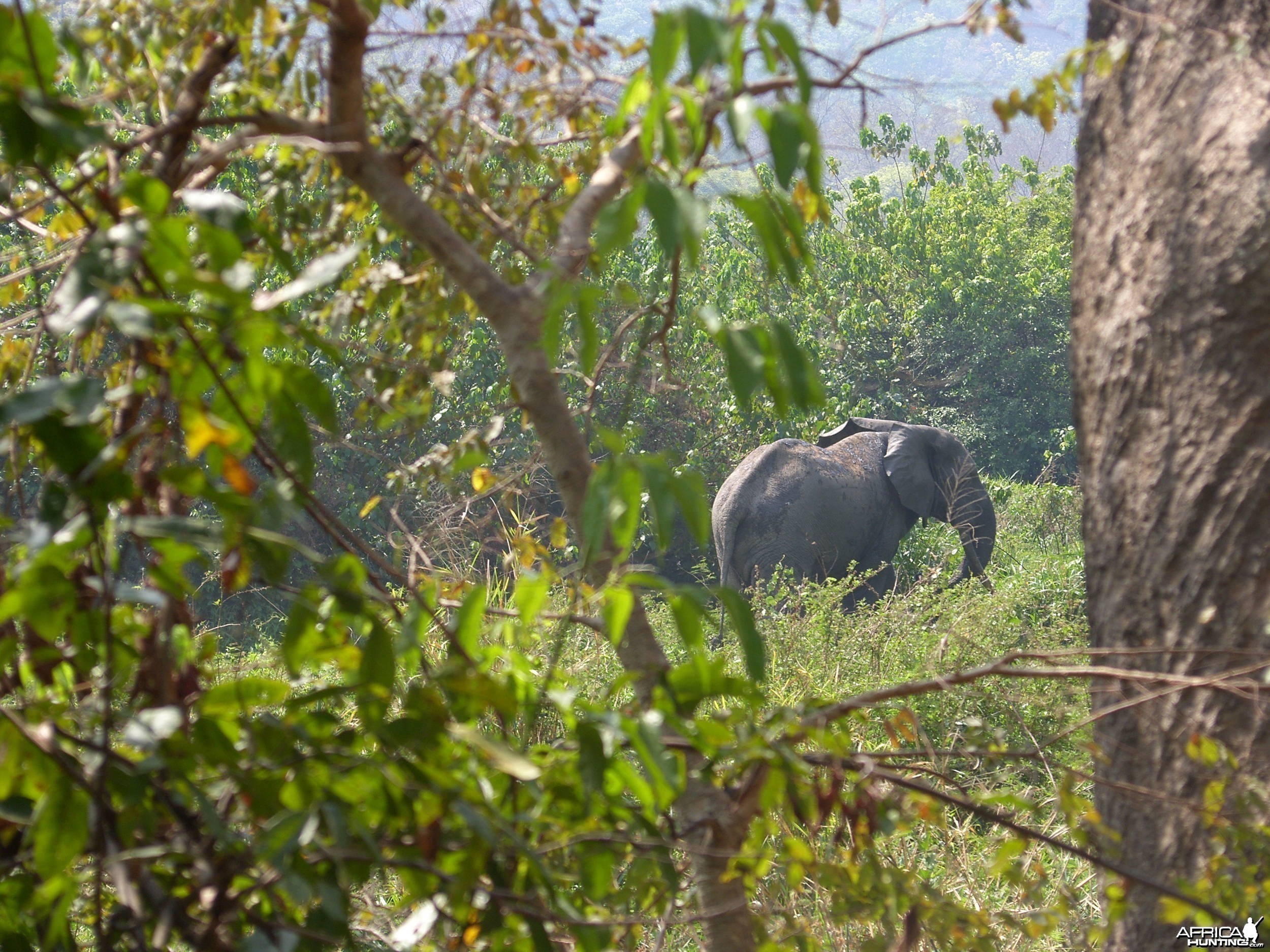 Elephant