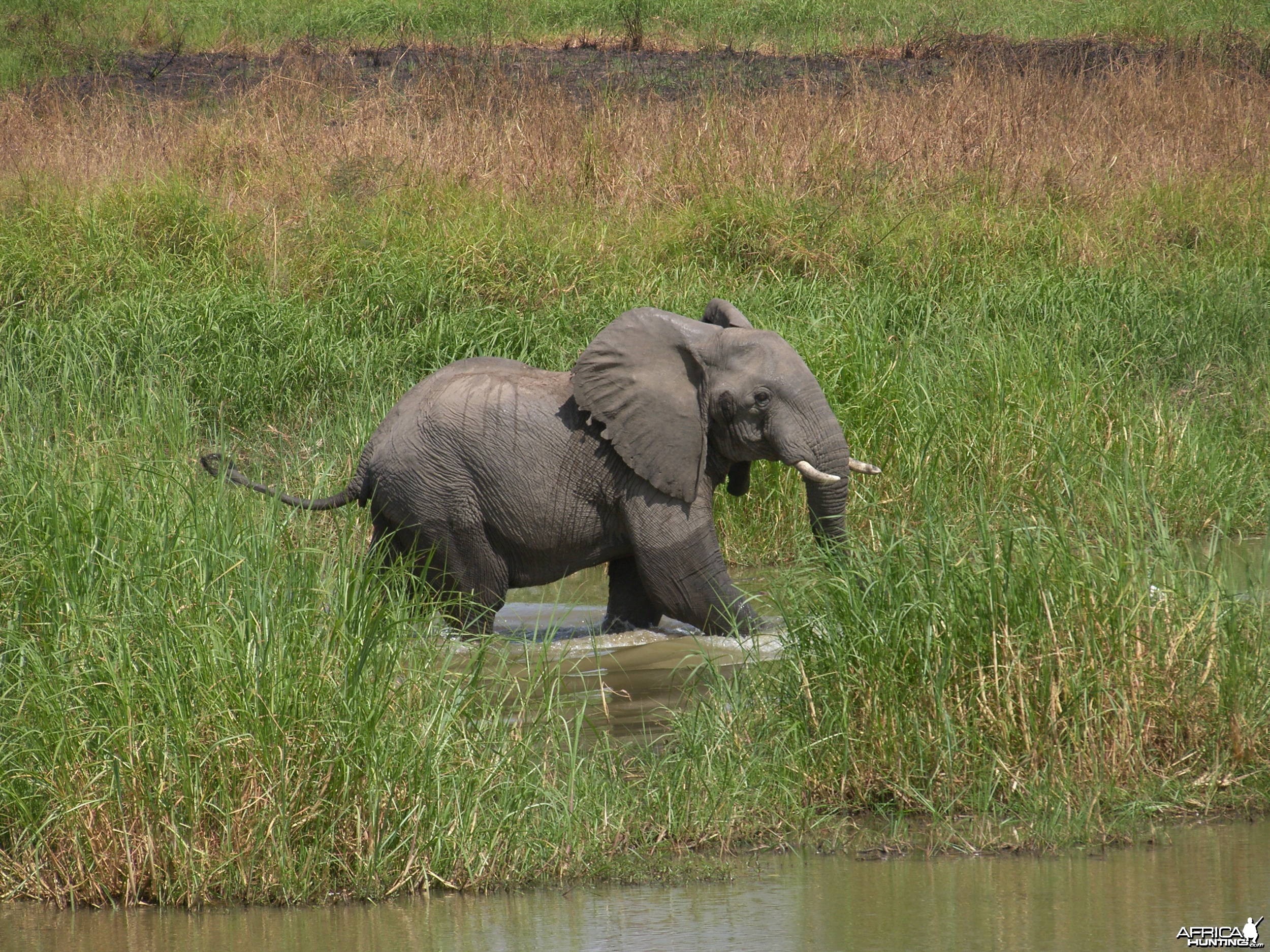 Elephant