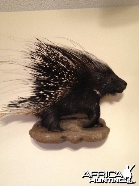 African Porcupine Mount