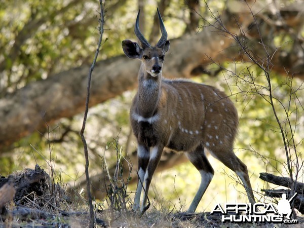 Bushbuck