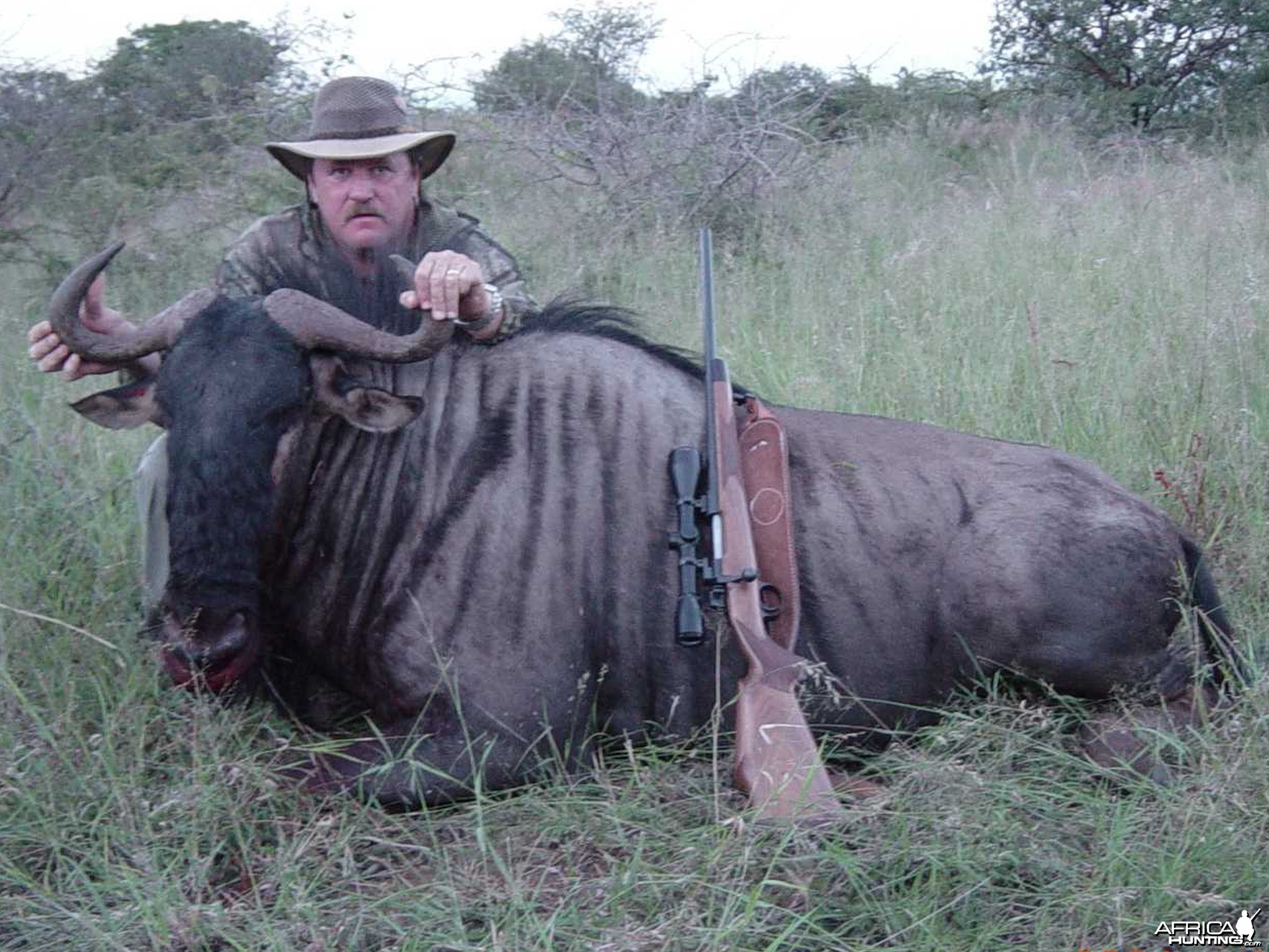 Blue Wildebeest