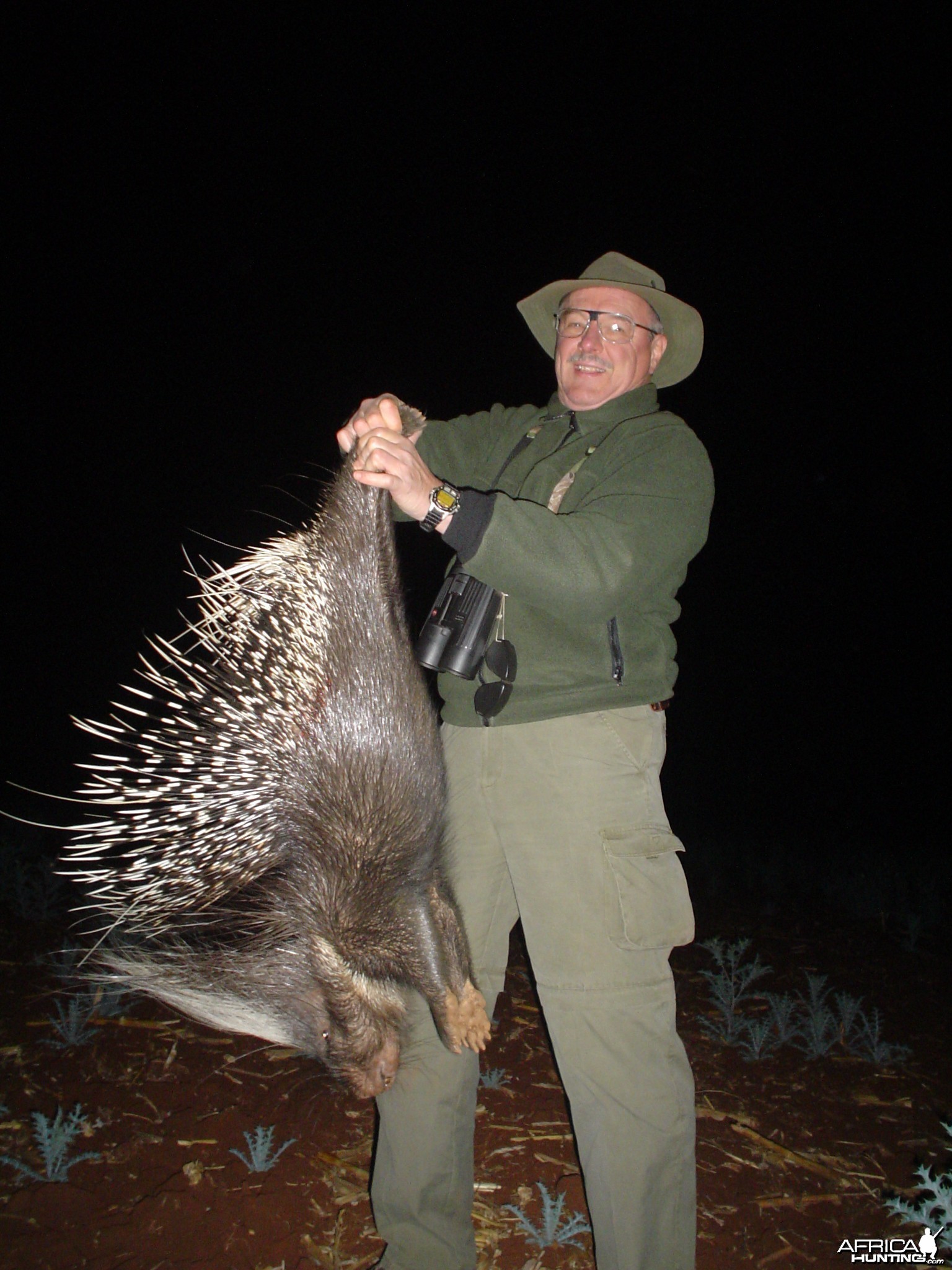 African Porcupine