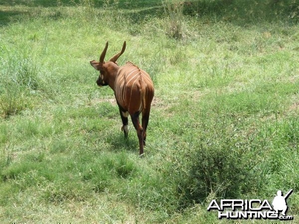 Bongo in Congo