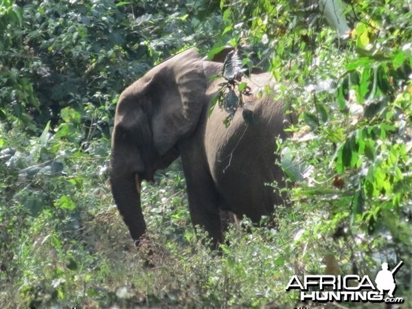 Elephant in Congo