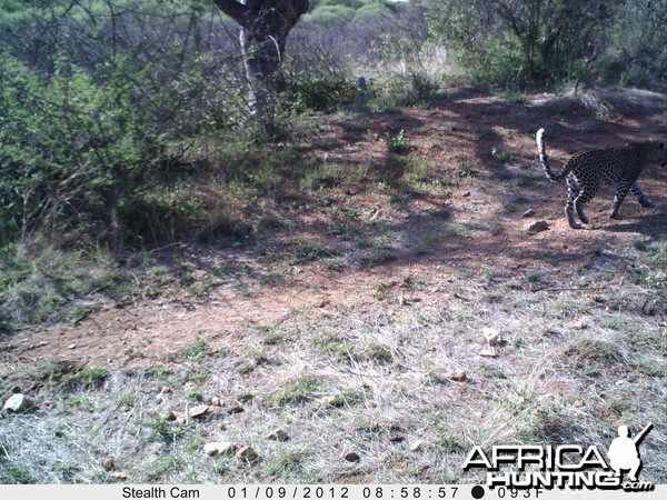 Leopard Namibia