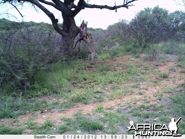 Leopard Namibia