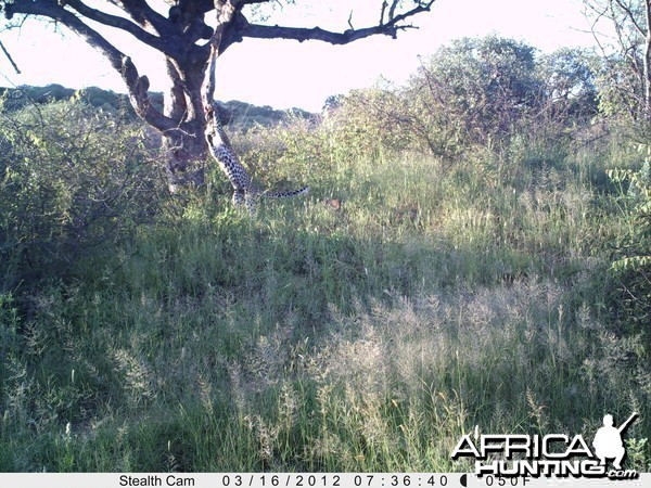 Leopard Namibia