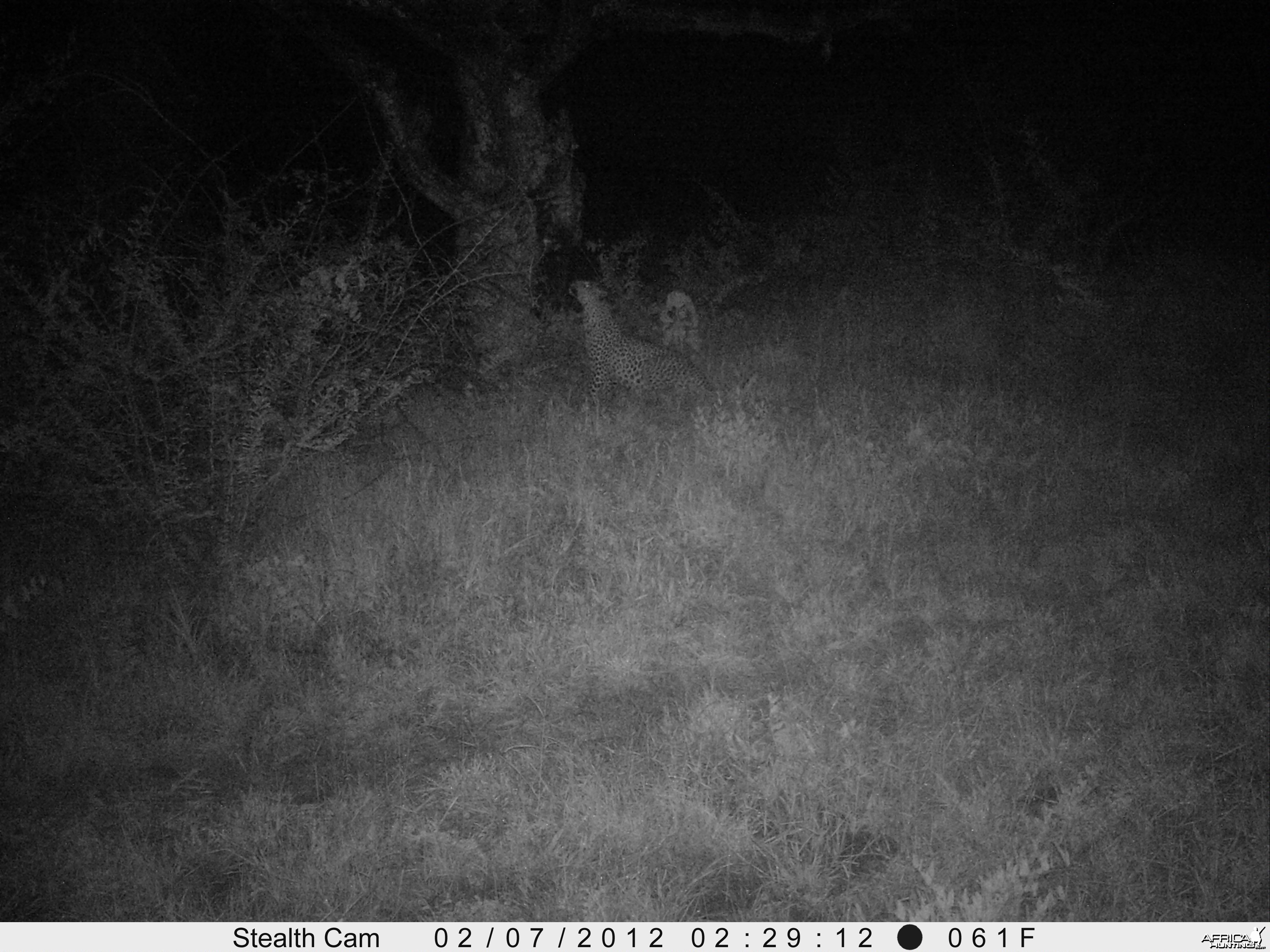 Leopard Namibia