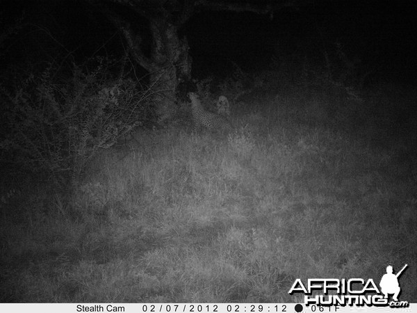 Leopard Namibia