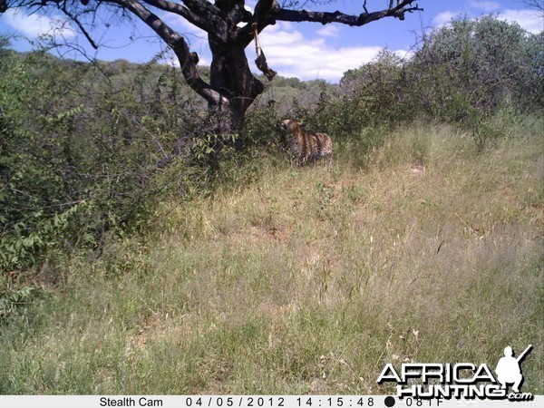 Leopard Namibia