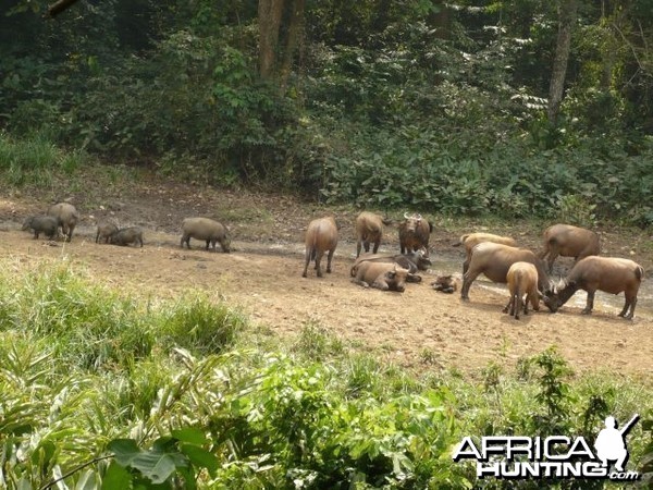 Buffalo CAR 2011