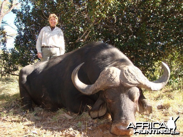 Nice old buffalo taken with 1 shot from .375 H&amp;H