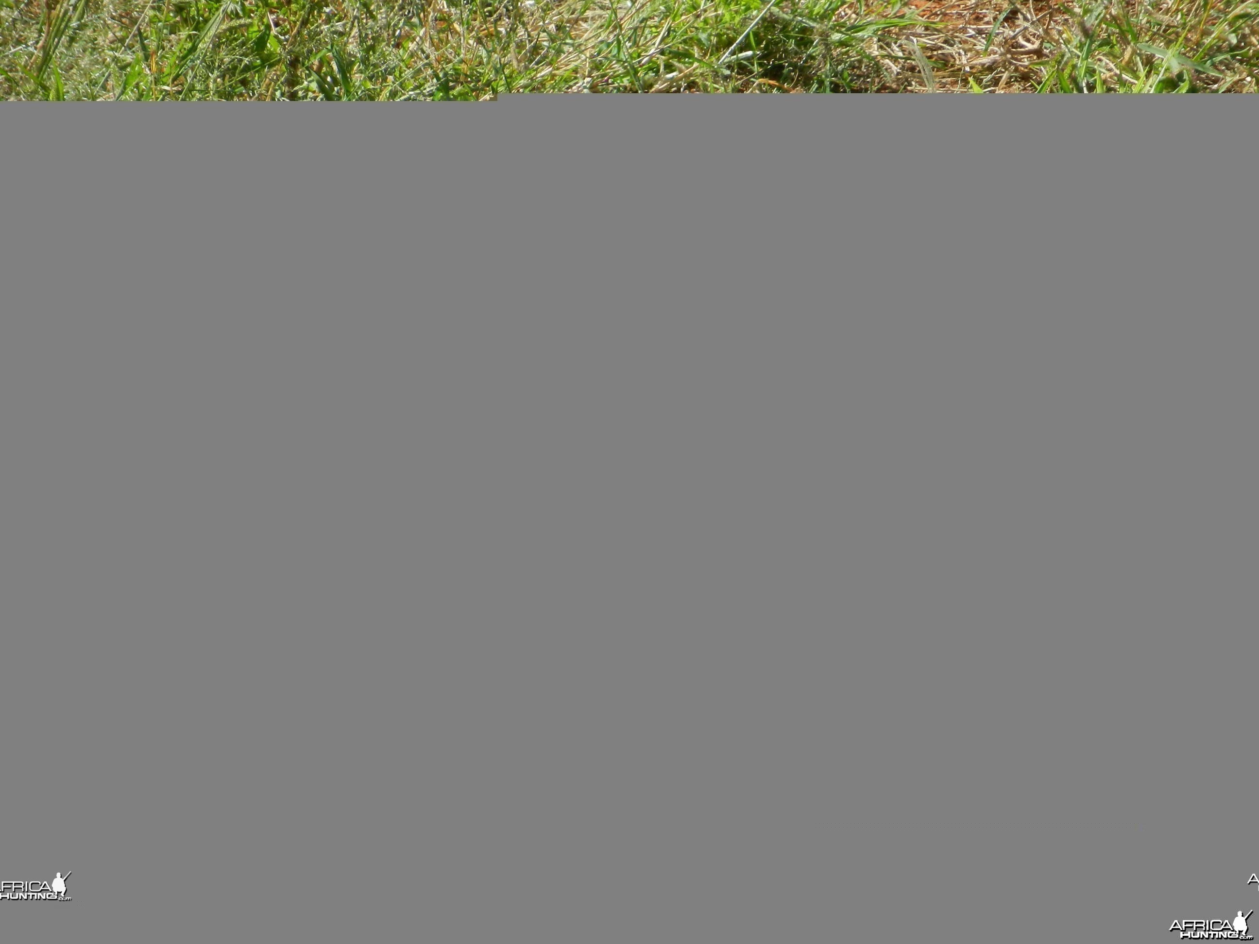 ground Squirrel