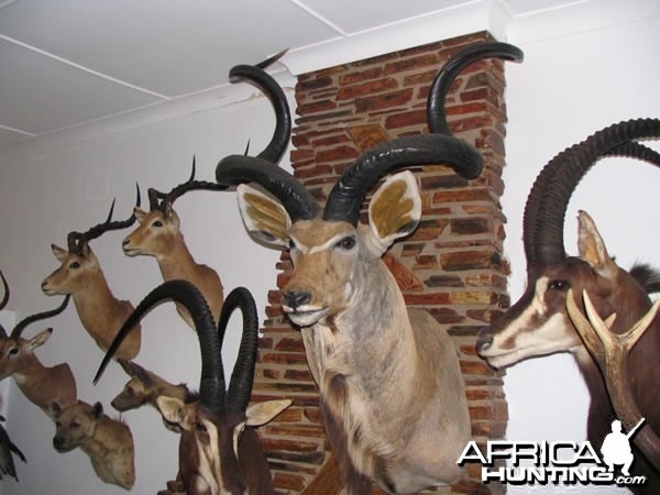 74,5 INCH KUDU