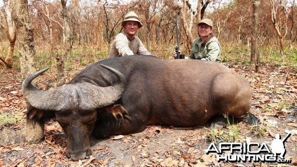 Central African Savanna Buffalo hunted in CAR