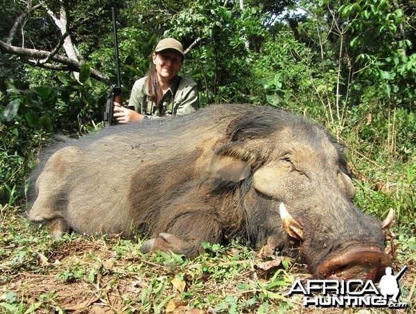 Giant Forest Hog hunted in CAR