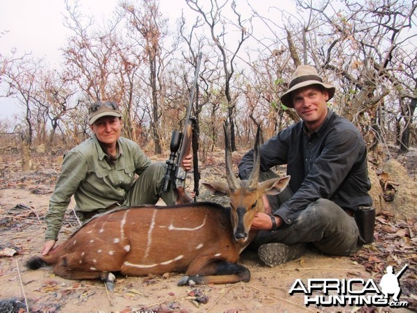 Harnessed Bushbuck hunted in CAR