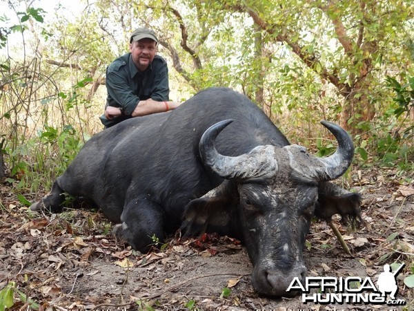 Central African Savanna Buffalo hunted in CAR