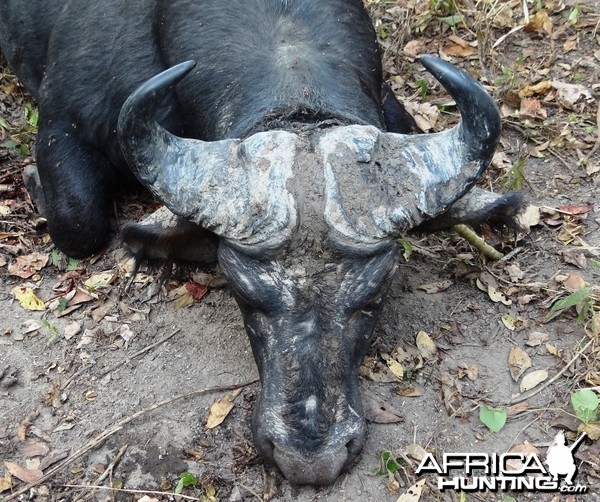 Central African Savanna Buffalo hunted in CAR