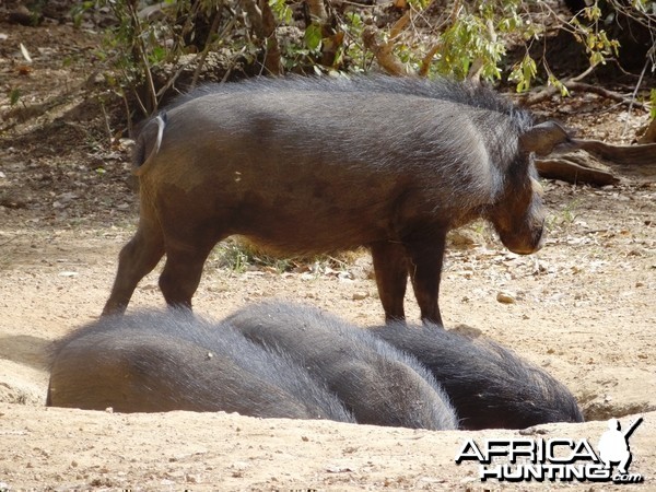 Giant Forest Hog in CAR