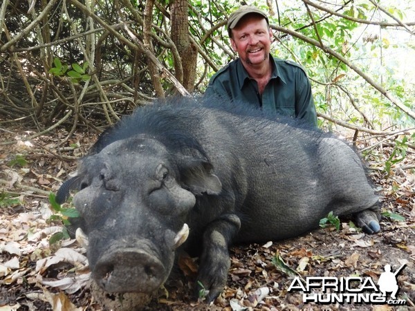 Giant Forest Hog hunted in CAR