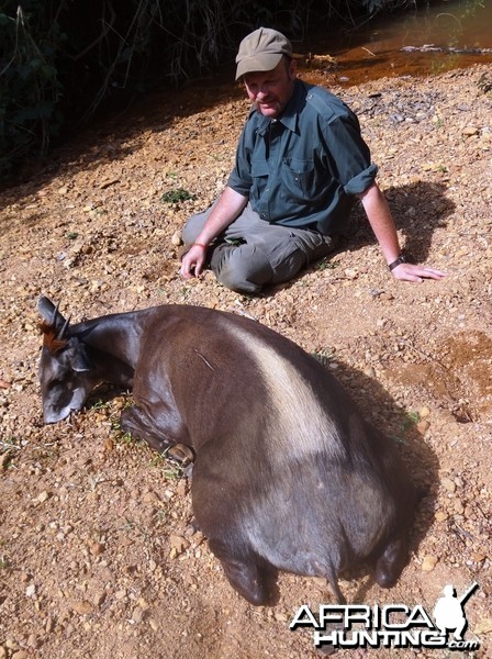 Yellow Back Duiker hunted in CAR