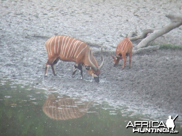 Bongo Hunting