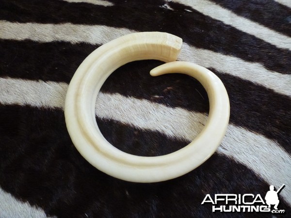 Vanuatu Pig Tusk