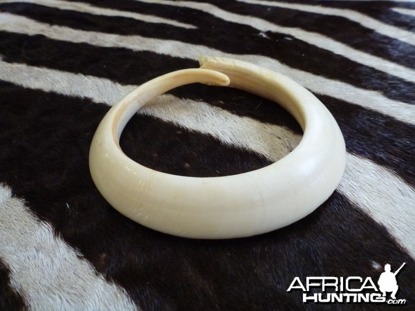 Vanuatu Pig Tusk