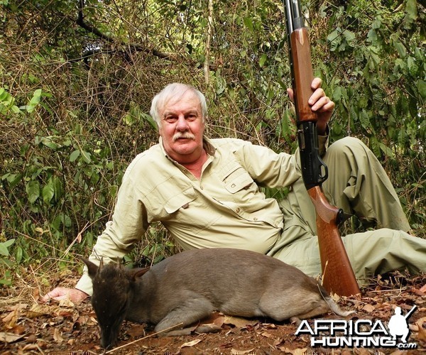 Blue duiker hunted in CAR