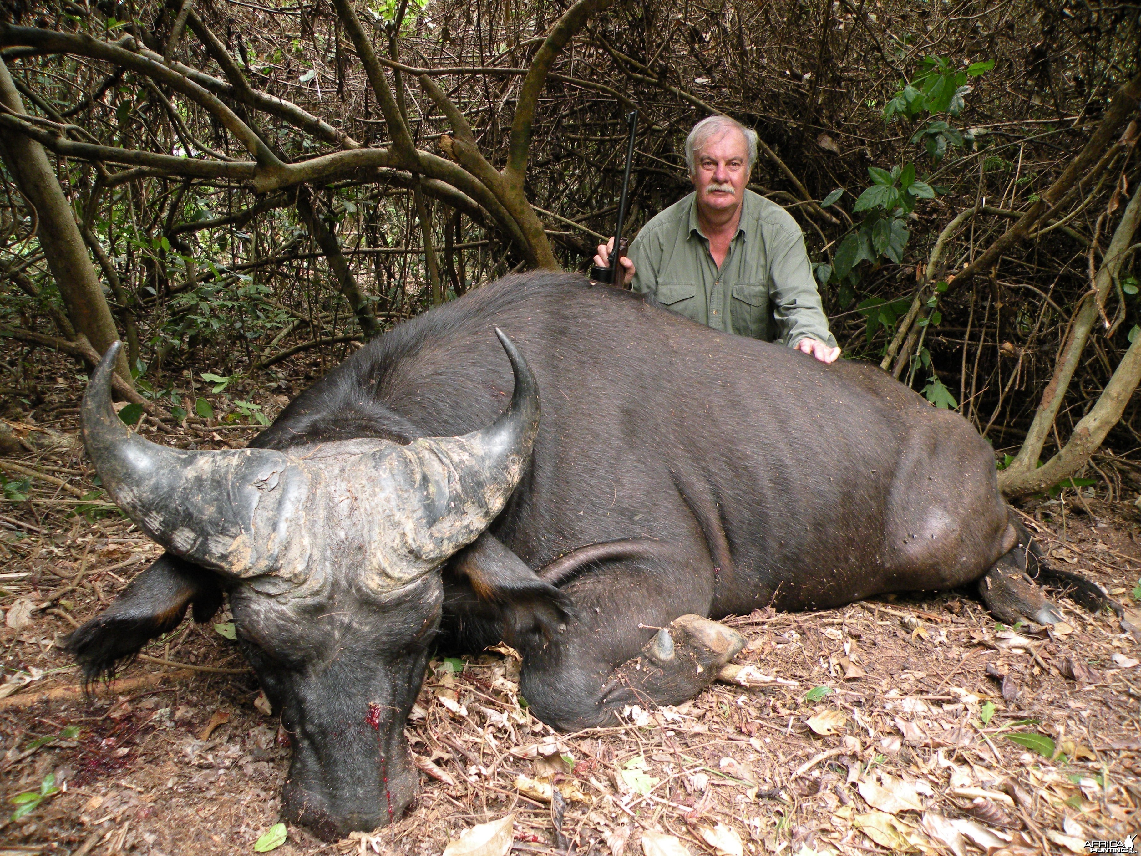 Nice old buffalo