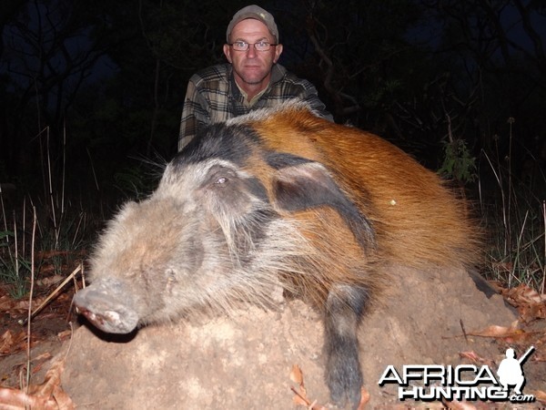 Red river hog