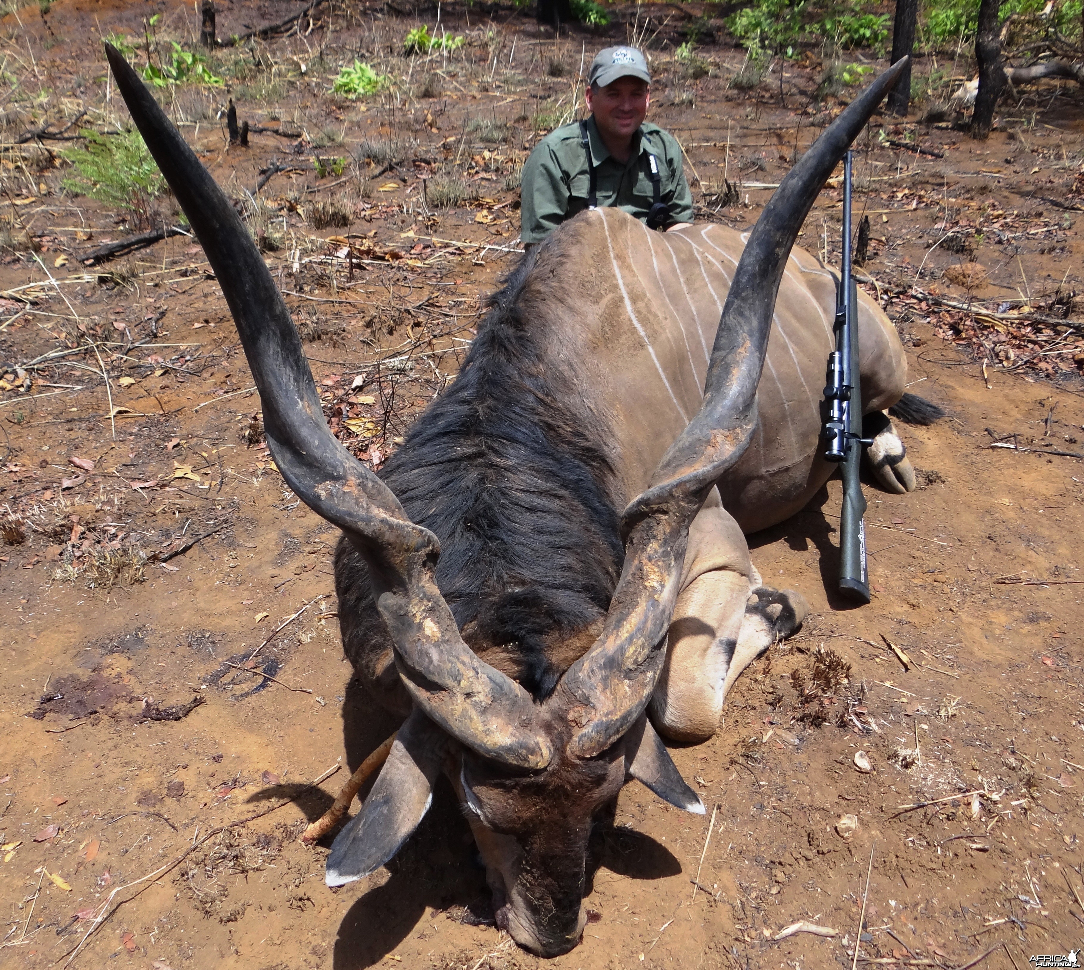 Big Eland bull