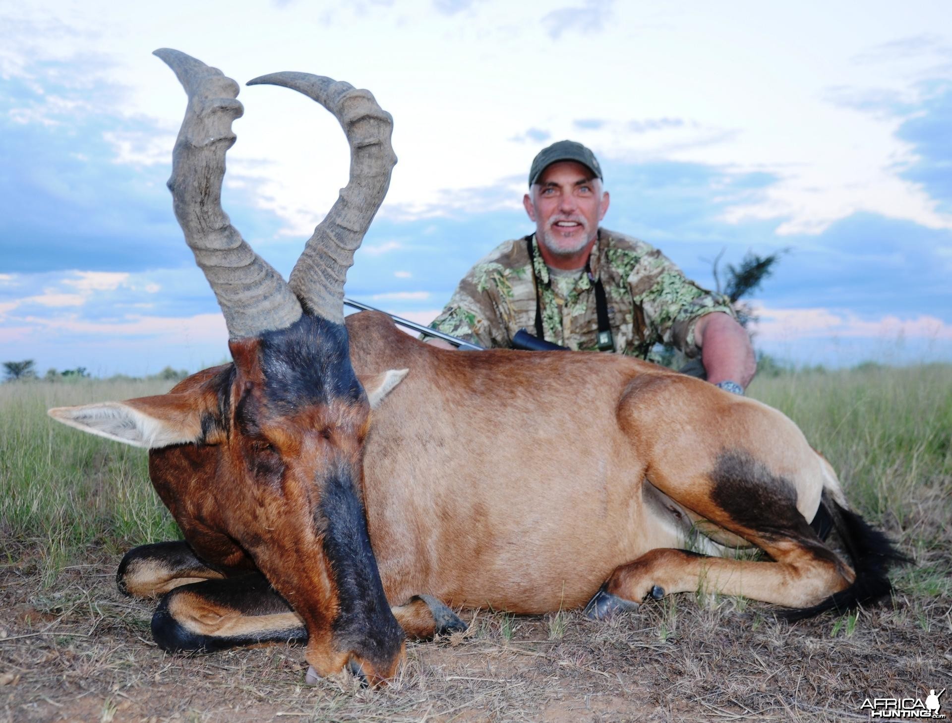 Red Hartebeest Namibia