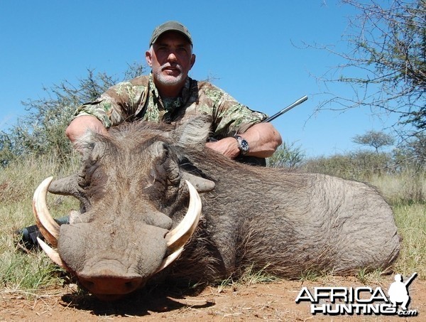 Warthog Namibia