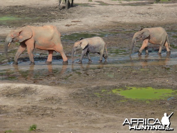 Forest Elephants in CAR