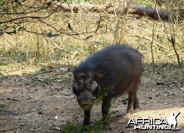 Giant Forest Hog