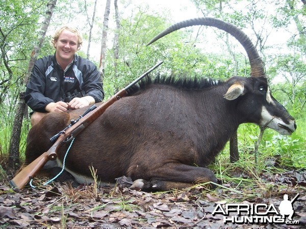 Sable Antelope