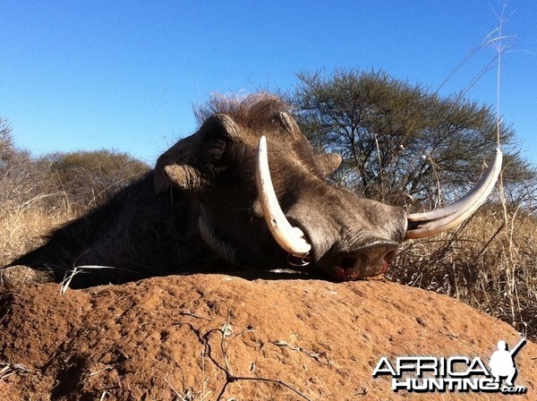 WARTHOG HUNTING...