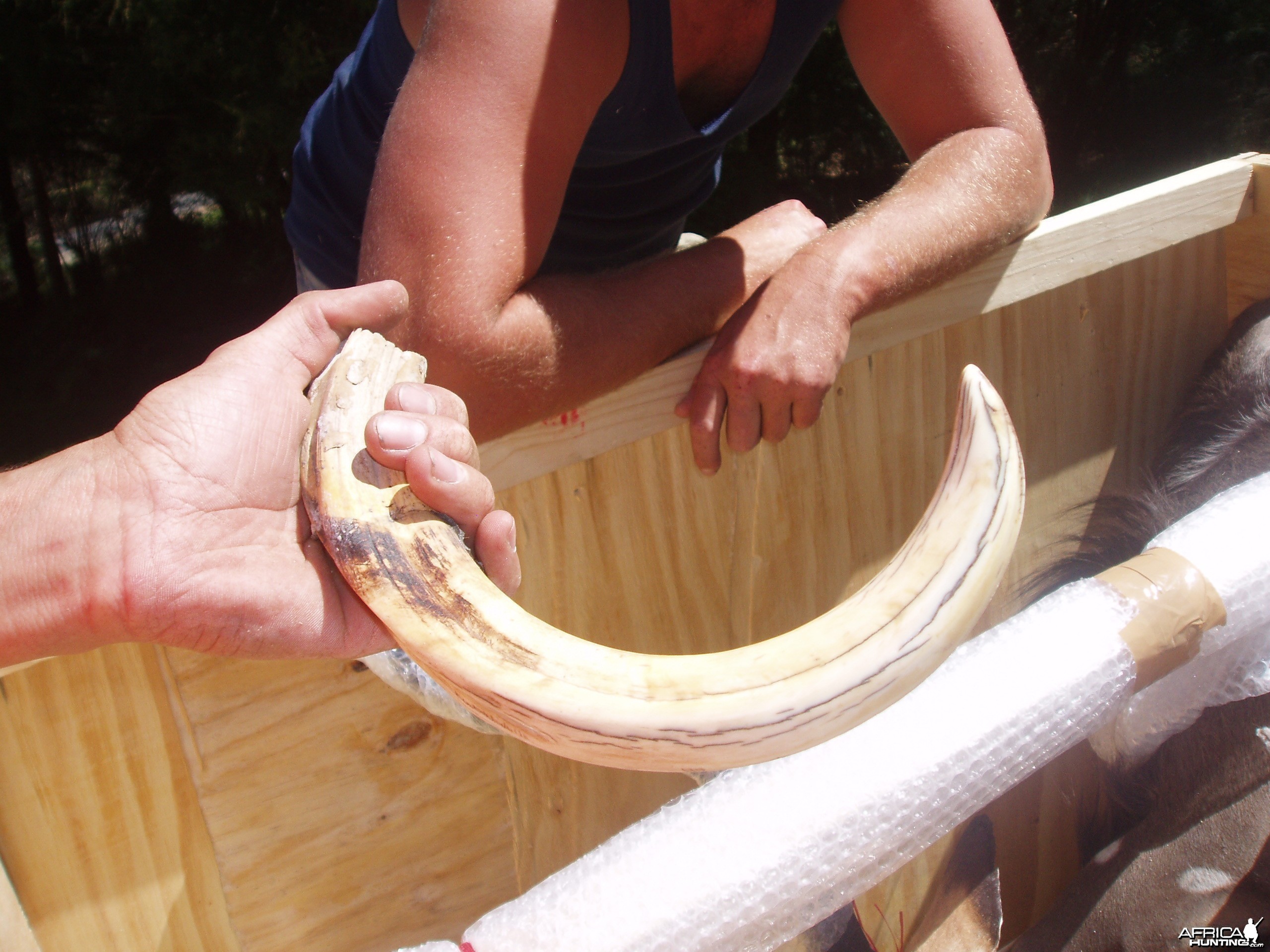 Wartie tusk. Extracted.