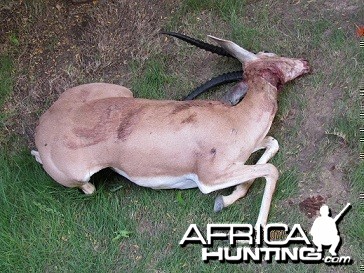 My Gazelle Hunt