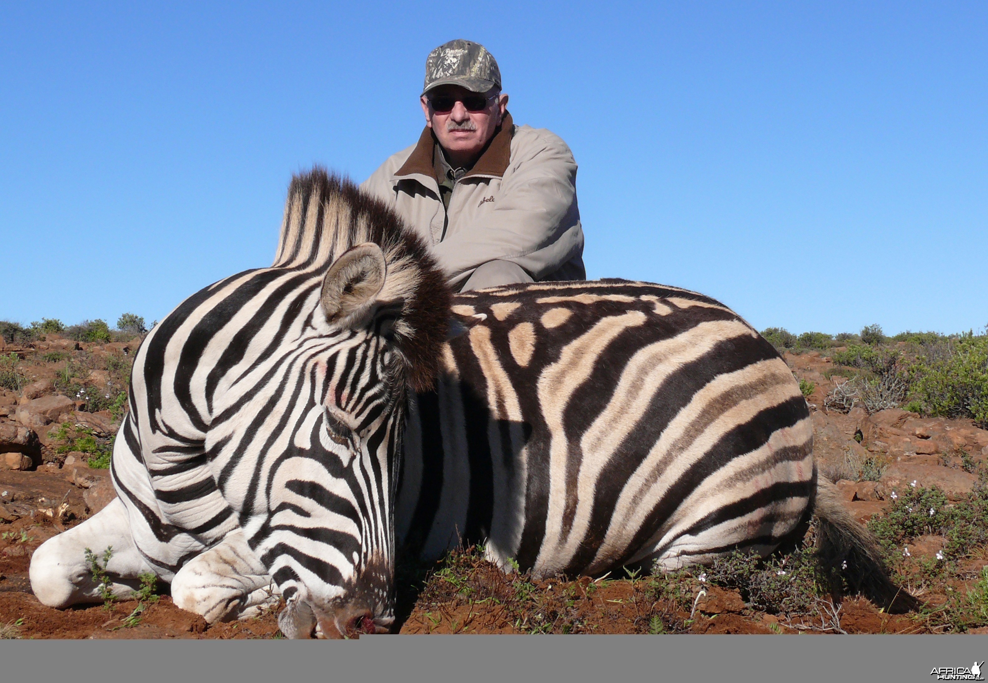 Zebra